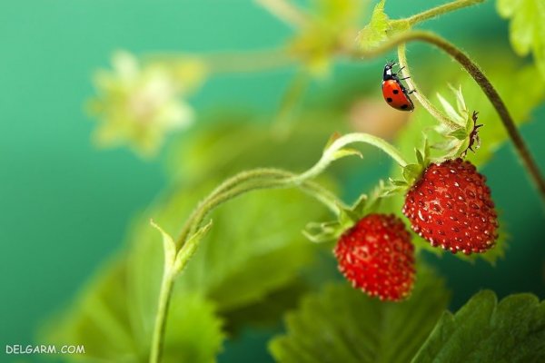  عکس پس زمینه توت فرنگی برای گوشی آیفون