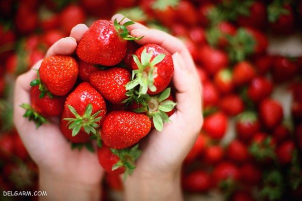  عکس پس زمینه توت فرنگی برای گوشی آیفون