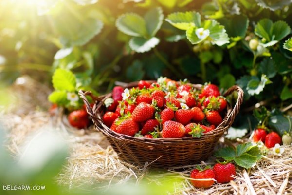  عکس پس زمینه توت فرنگی برای گوشی آیفون