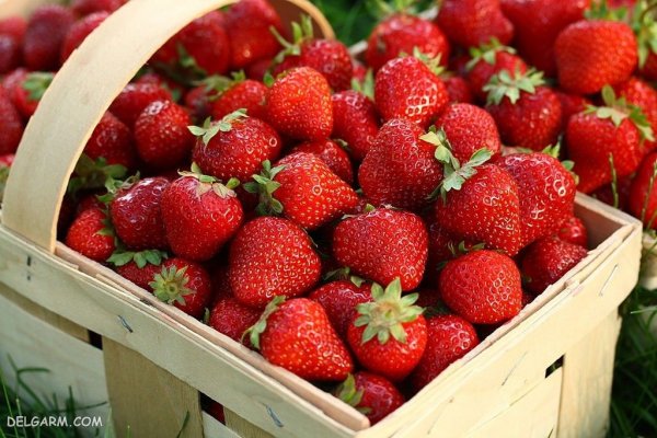  عکس پس زمینه توت فرنگی برای گوشی آیفون
