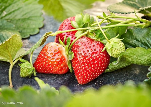  عکس پس زمینه توت فرنگی برای گوشی آیفون
