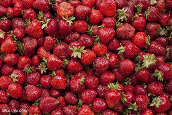  تصویر زمینه توت فرنگی برای گوشی سامسونگ