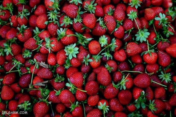  بک گراند توت فرنگی های تازه برای موبایل