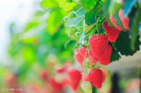  بک گراند توت فرنگی های تازه برای موبایل