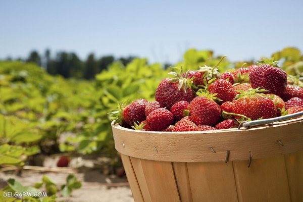  بک گراند توت فرنگی های تازه برای موبایل