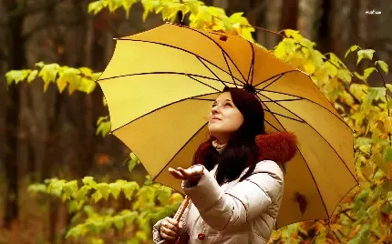  عکس چتر شیک و لاکچری