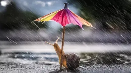  عکس چتر برای پروفایل واتساپ و تلگرام