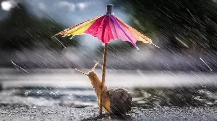  بک گراند چتر برای گوشی موبایل