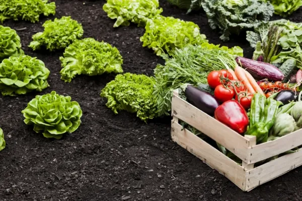 عکس باغچه برای استوری اینستاگرام