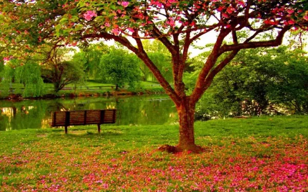 عکس باغچه برای بک گراند گوشی موبایل