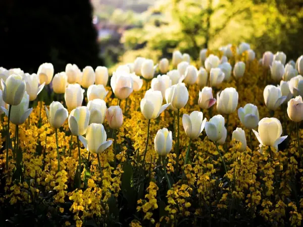 عکس باغچه برای بک گراند گوشی موبایل