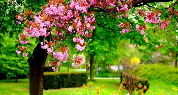عکس باغچه برای بک گراند گوشی موبایل