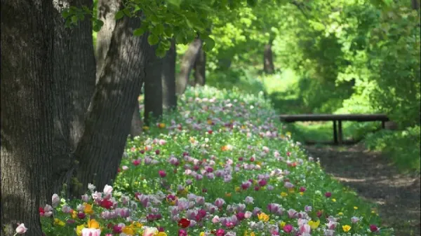 عکس باغچه برای بک گراند گوشی موبایل