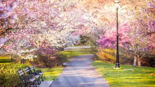 عکس باغچه برای بک گراند گوشی موبایل