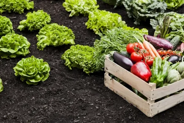 عکس باغچه برای والپیپر
