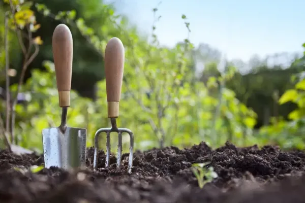 عکس باغچه برای والپیپر