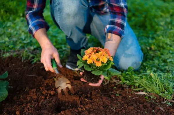 عکس باغچه برای والپیپر
