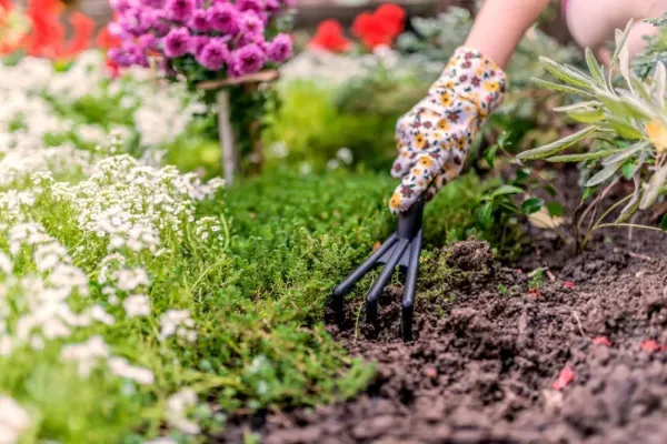 عکس باغچه برای والپیپر