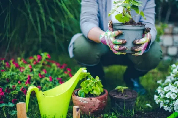 عکس باغچه برای والپیپر