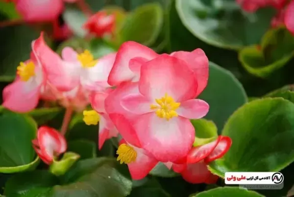 عکس باغ گل طبیعی
