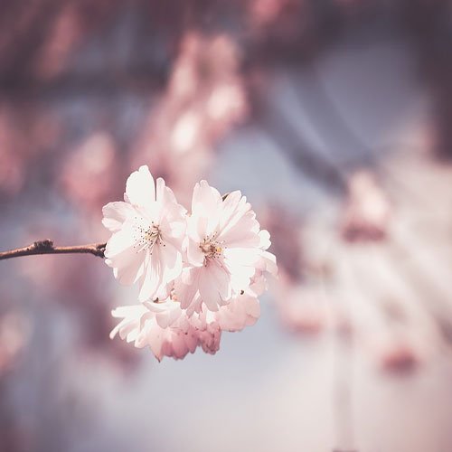  عکس باغ پر از گل برای پروفایل