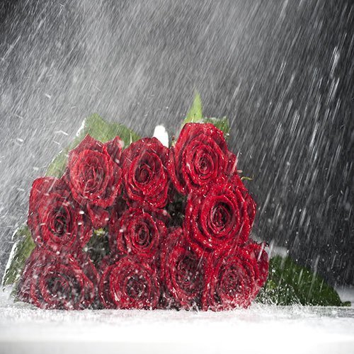  عکس باغ پر از گل برای پروفایل