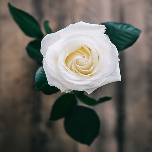  عکس باغ پر از گل برای پروفایل
