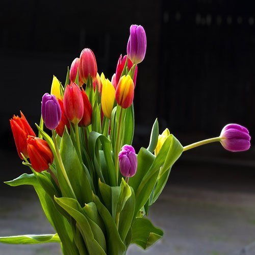  عکس باغ پر از گل برای پروفایل
