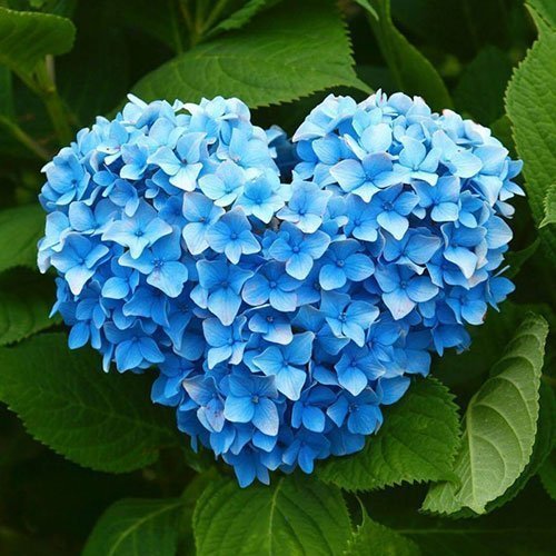  عکس باغ پر از گل برای پروفایل