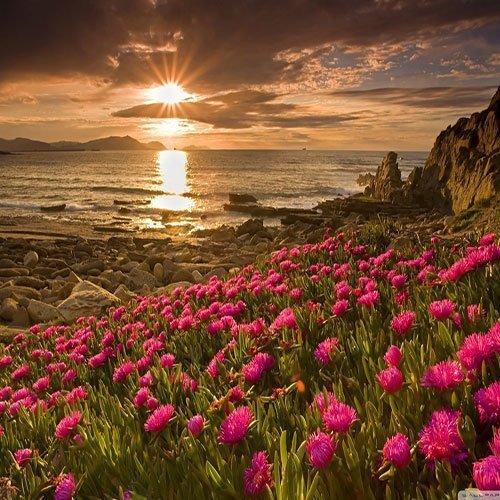  عکس باغ پر از گل برای پروفایل