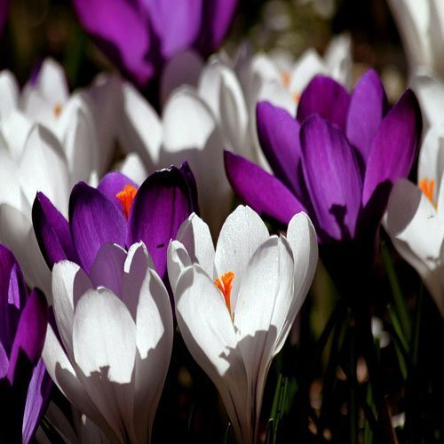  عکس باغ پر از گل برای پروفایل