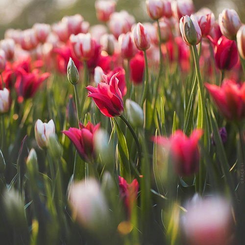  عکس باغ پر از گل برای پروفایل