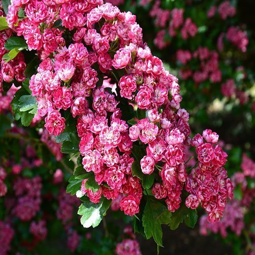  عکس باغ پر از گل برای پروفایل
