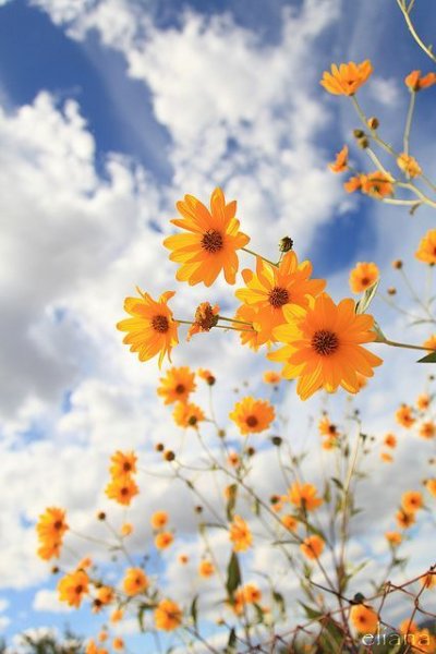  عکس گل برای پروفایل تلگرام