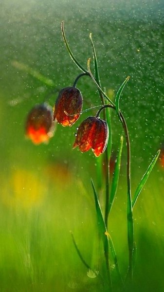  عکس گل برای پروفایل تلگرام