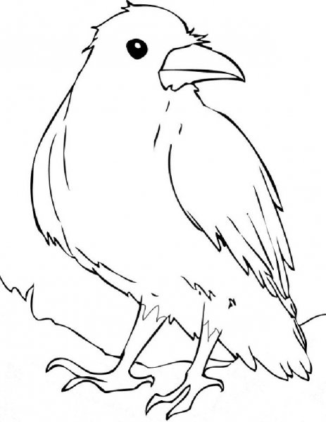  عکس کلاغ نقاشی