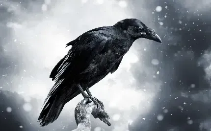  عکس کلاغ زشت