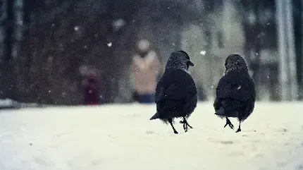  عکس کلاغ زشت