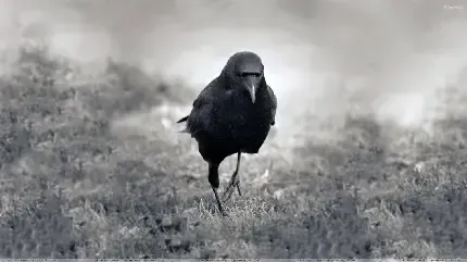عکس کلاغ سیاه برای بک گراند