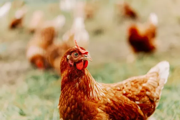  عکس مرغ و خروس زینتی