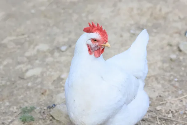 عکس مرغ گوشتی