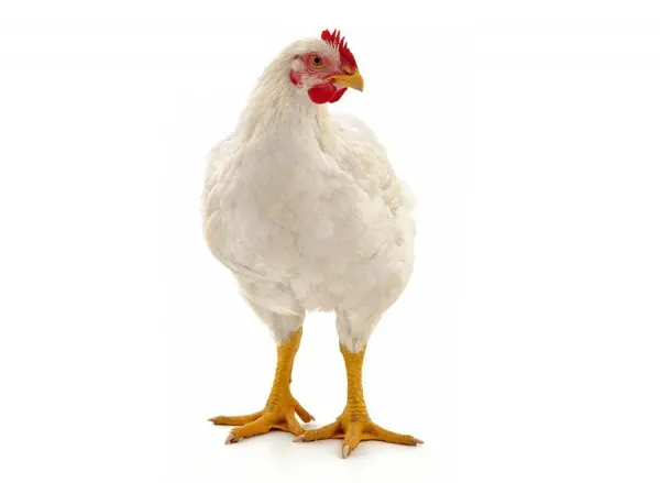  بک گراند مرغ خوشگل