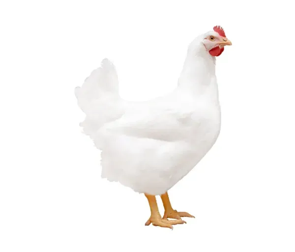  بک گراند مرغ خوشگل