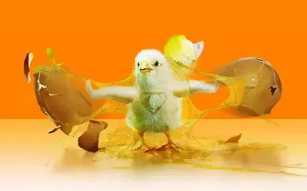 بک گراند جوجه فانتزی