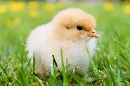  بک گراند جوجه فانتزی