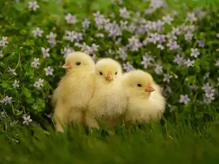  بک گراند جوجه فانتزی