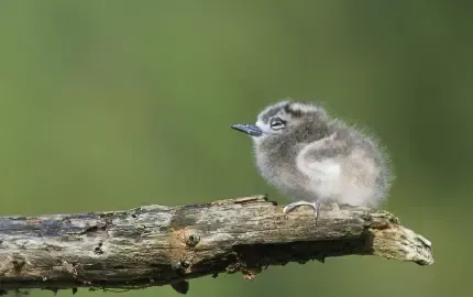  بک گراند جوجه فانتزی
