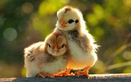  بک گراند جوجه فانتزی