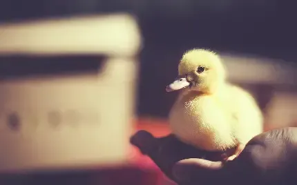  بک گراند جوجه فانتزی
