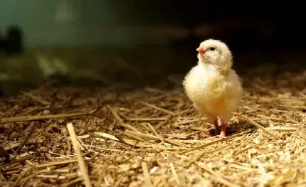  بک گراند جوجه فانتزی